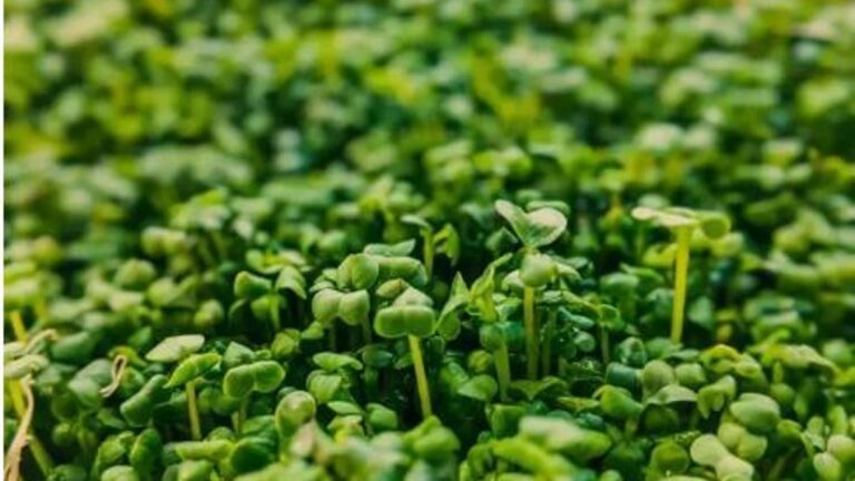 ABD’li bilim insanları açıkladı! Dünyanın en sağlıklı sebzesiymiş