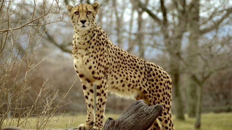 Çitalar Ne Yer, Çitaların Genel Özellikleri, Çitalar ne ile beslenir