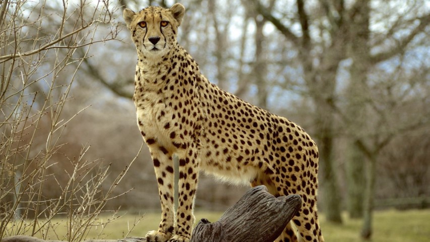 Çitalar Ne Yer, Çitaların Genel Özellikleri, Çitalar ne ile beslenir