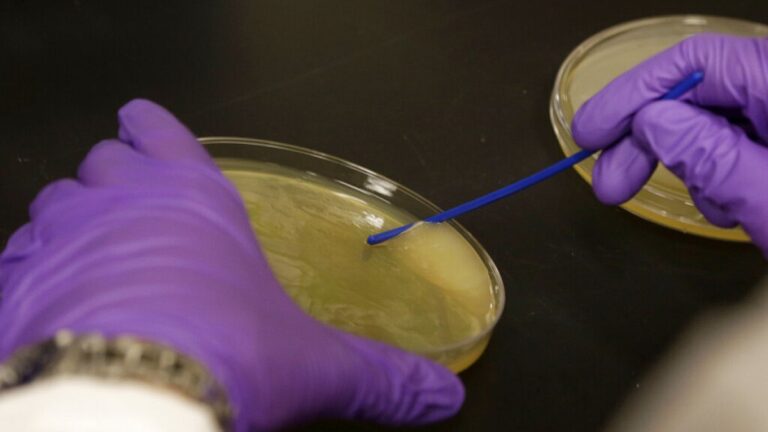 Bilim insanları ilaçlara dayanıklı bakterileri öldürebilen yeni bir antibiyotik keşfetti