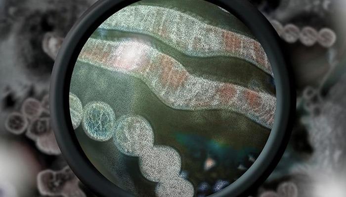 Dünya genelinde yayılmaya devam ediyor! 2021’den bu yana milyonlarca kuş telef oldu! O bölgede ilk kez rastlandı