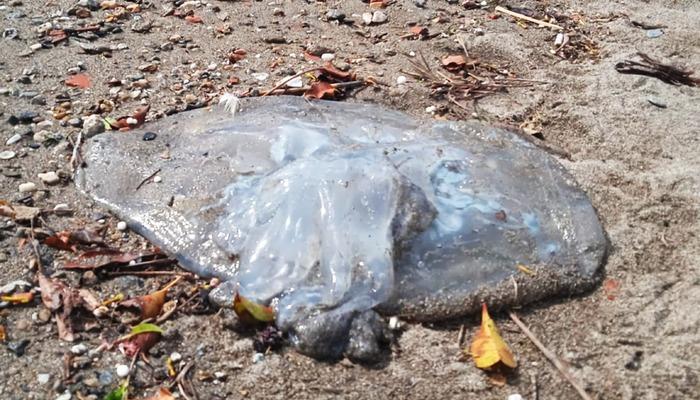 Denizlerde gizli tehlike: Temas ederseniz hemen doktora başvurun! ‘Üremesi arttı’