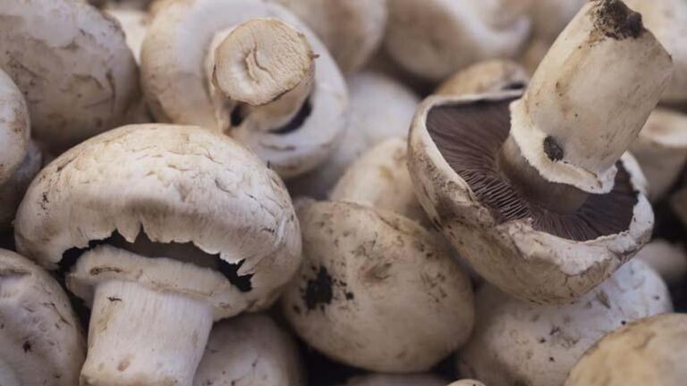 Mantar zehirlenmesi, karaciğer yetmezliğine hatta ölüme neden oluyor