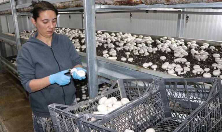 İnternetten gördüğü işi yapmaya başladı, ayda 10 ton ürün satıyor – Son Dakika Yaşam Haberleri