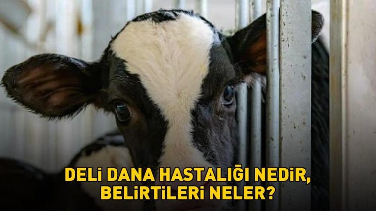 Deli dana hastalığı nasıl bulaşır? Ankaradan sonra Boluda da ortaya çıktı! Deli dana hastalığı nedir, belirtileri neler?